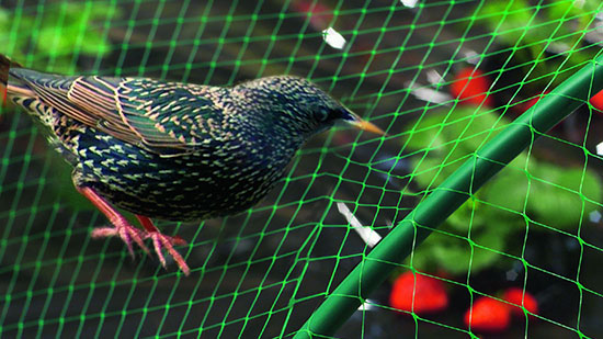 Bird Netting Services Near Me: Best Bird Spike Fitting in Rajkot | HCPCI